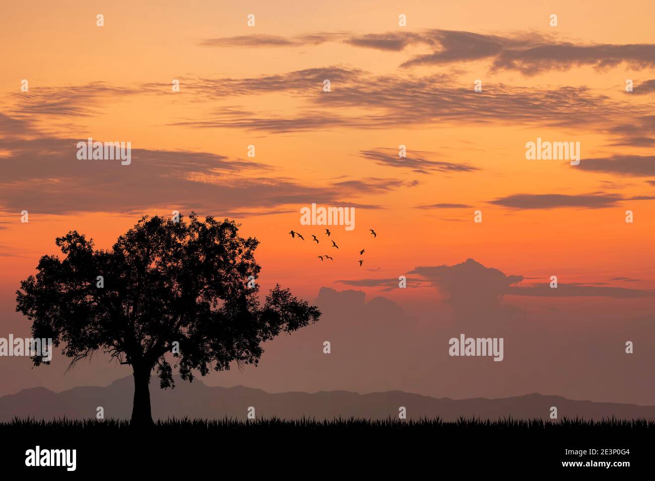 Allein Baum Silhouette Sonnenuntergang oder Sonnenaufgang. Stockfoto