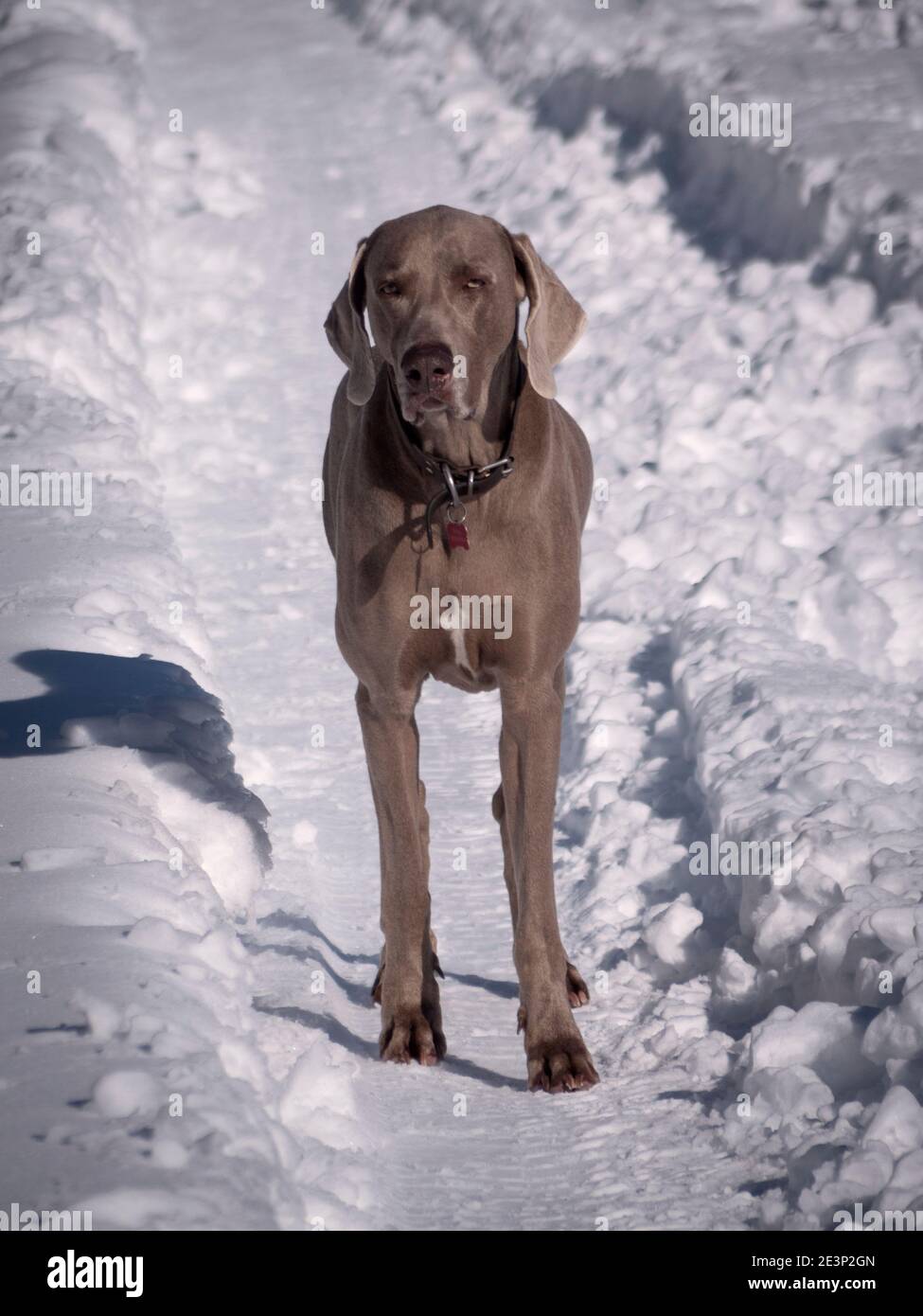 Weimaraner Hund posiert an einem sonnigen Wintertag. Stockfoto