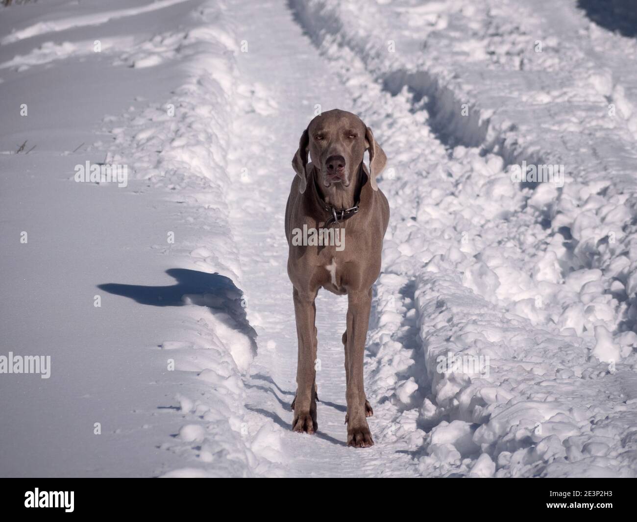Horizontale Ansicht des Weimaraner Hundes, der an einem sonnigen Wintertag posiert. Stockfoto