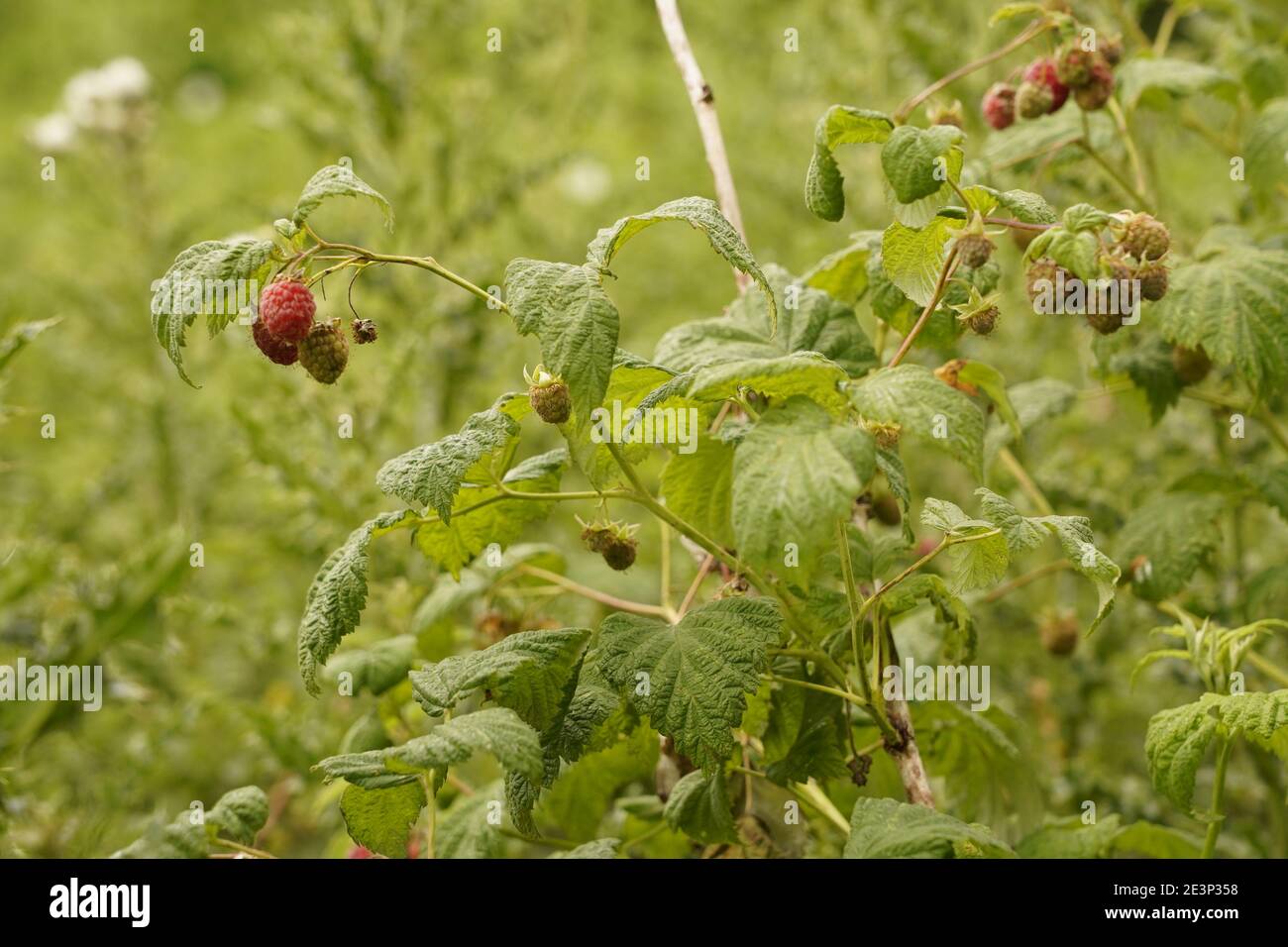 Biodivers Ökosystem eines englischen Tieflandmedow Stockfoto