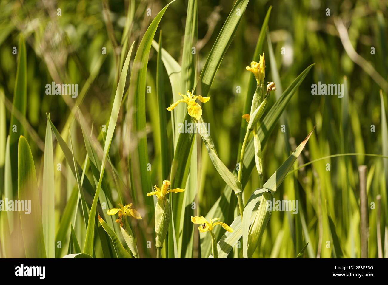 Biodivers Ökosystem eines englischen Tieflandmedow Stockfoto
