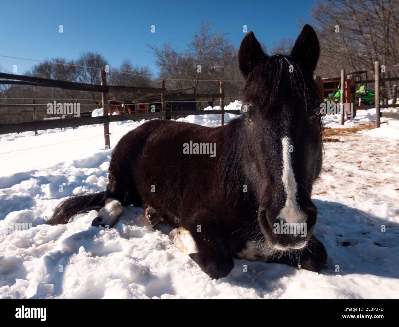 Schwarzes Pony, das auf dem Schnee ruht. Stockfoto