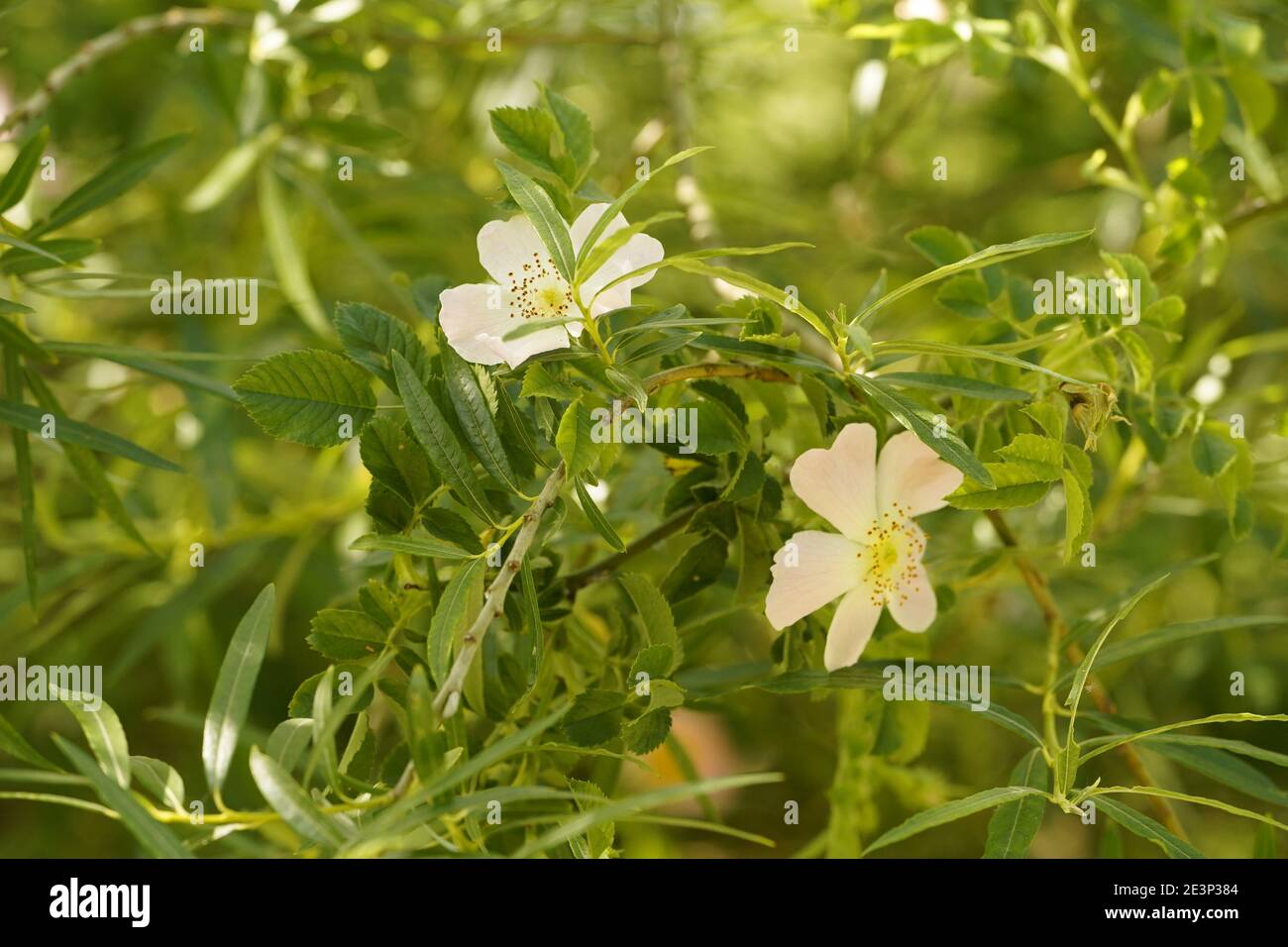 Biodivers Ökosystem eines englischen Tieflandmedow Stockfoto
