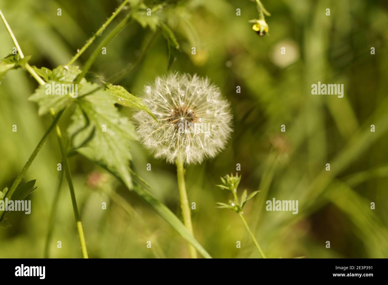 Biodivers Ökosystem eines englischen Tieflandmedow Stockfoto