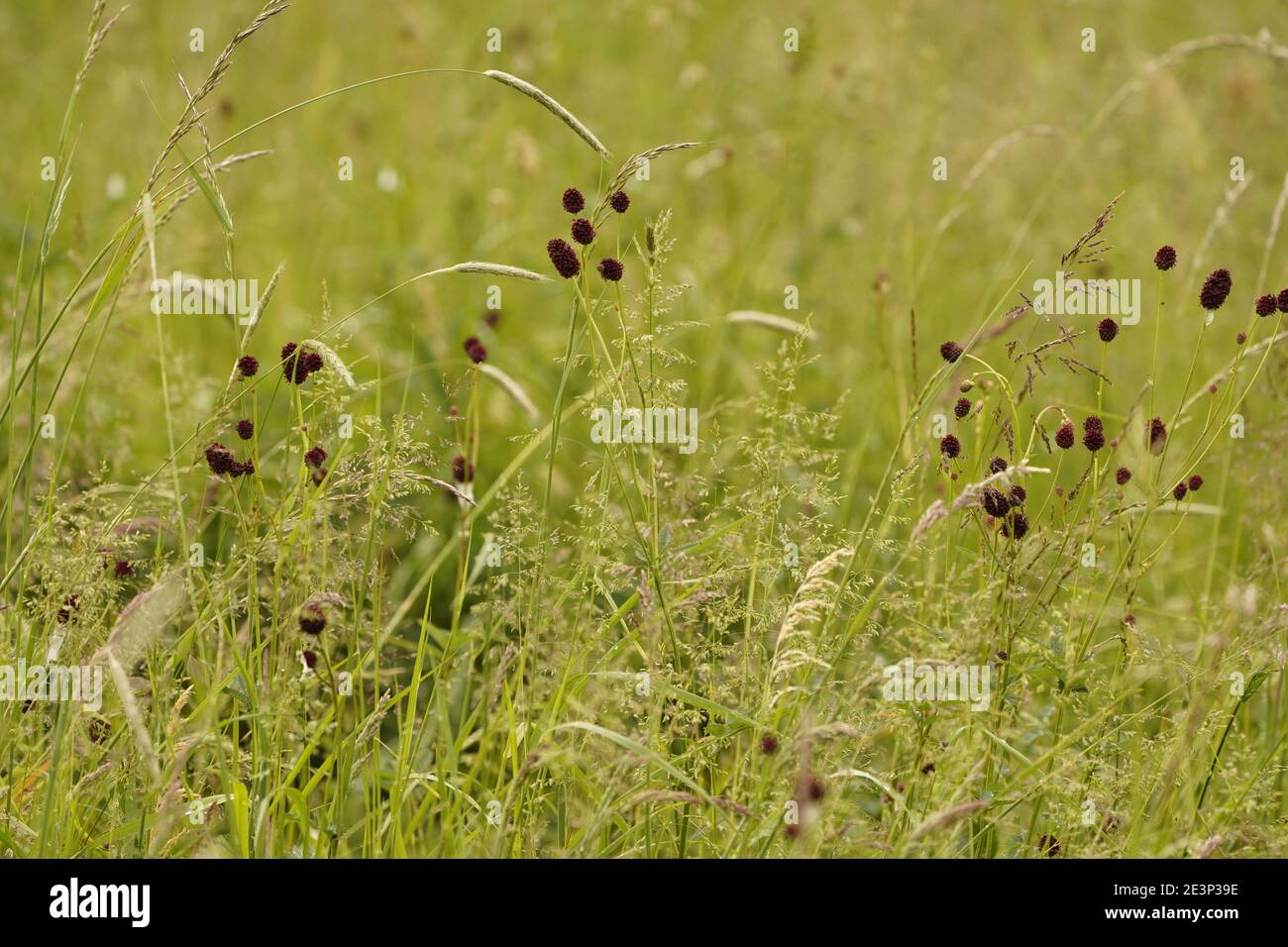 Biodivers Ökosystem eines englischen Tieflandmedow Stockfoto