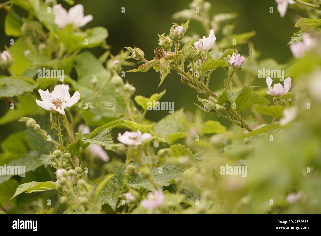 Biodivers Ökosystem eines englischen Tieflandmedow Stockfoto