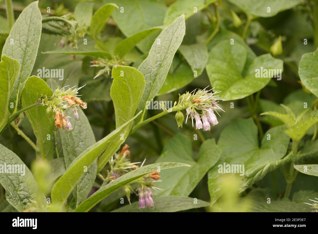 Biodivers Ökosystem eines englischen Tieflandmedow Stockfoto