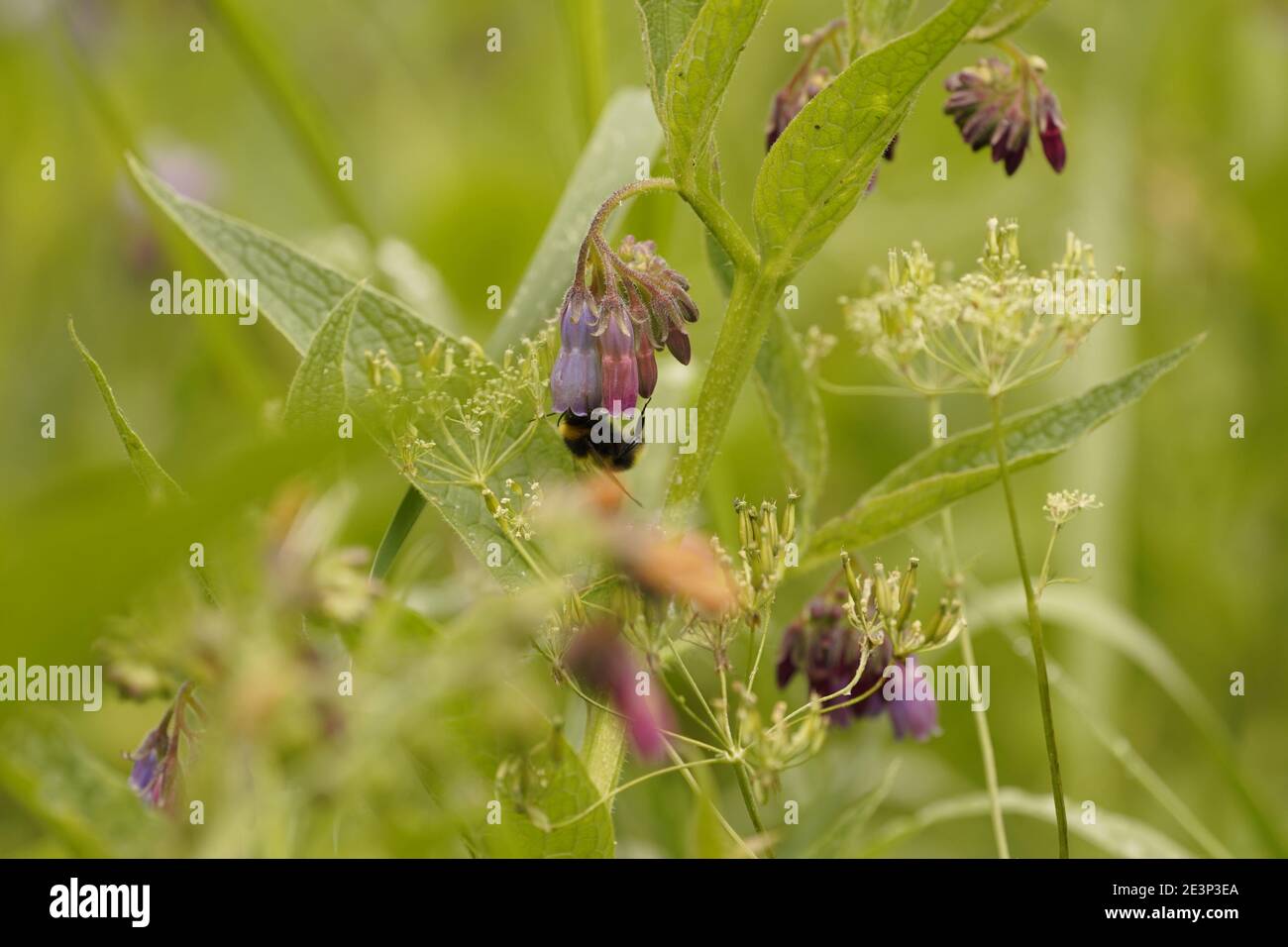 Biodivers Ökosystem eines englischen Tieflandmedow Stockfoto