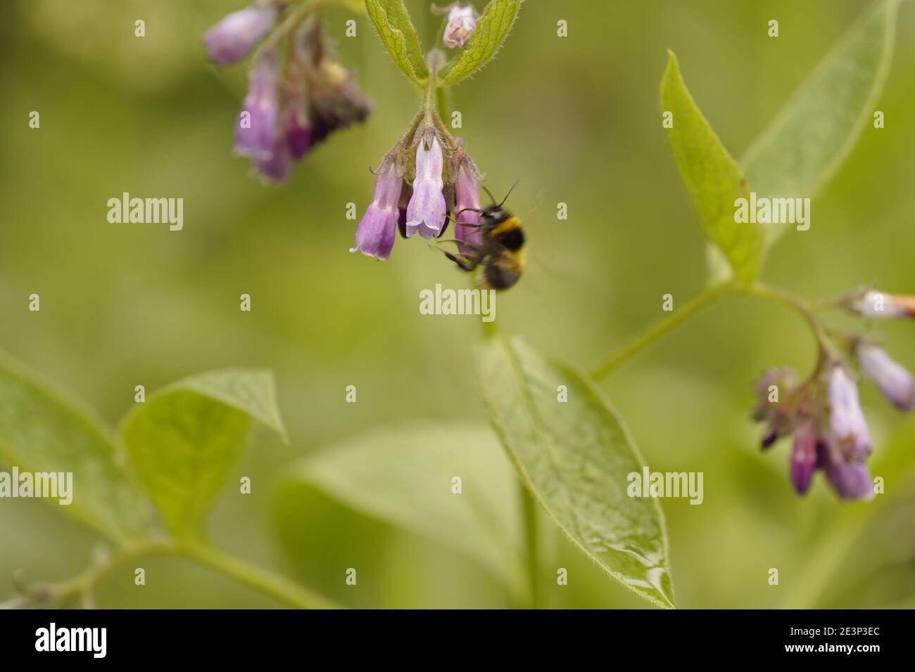 Biodivers Ökosystem eines englischen Tieflandmedow Stockfoto