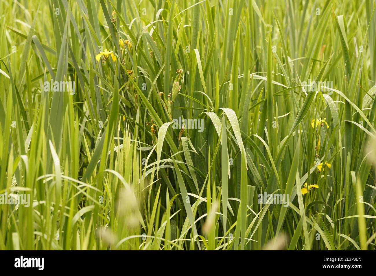 Biodivers Ökosystem eines englischen Tieflandmedow Stockfoto