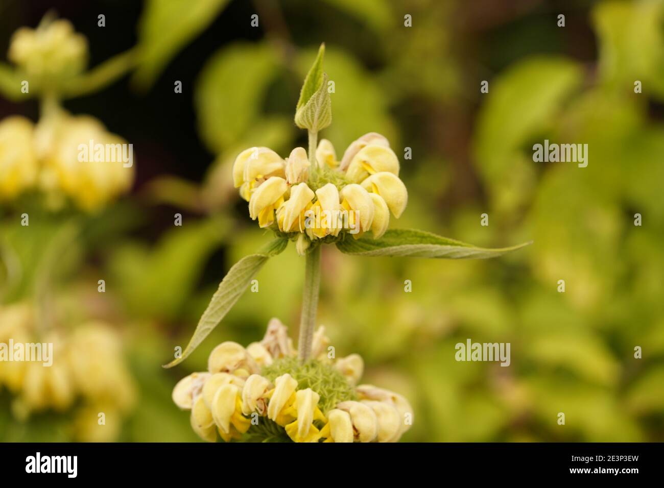 Biodivers Ökosystem eines englischen Tieflandmedow Stockfoto