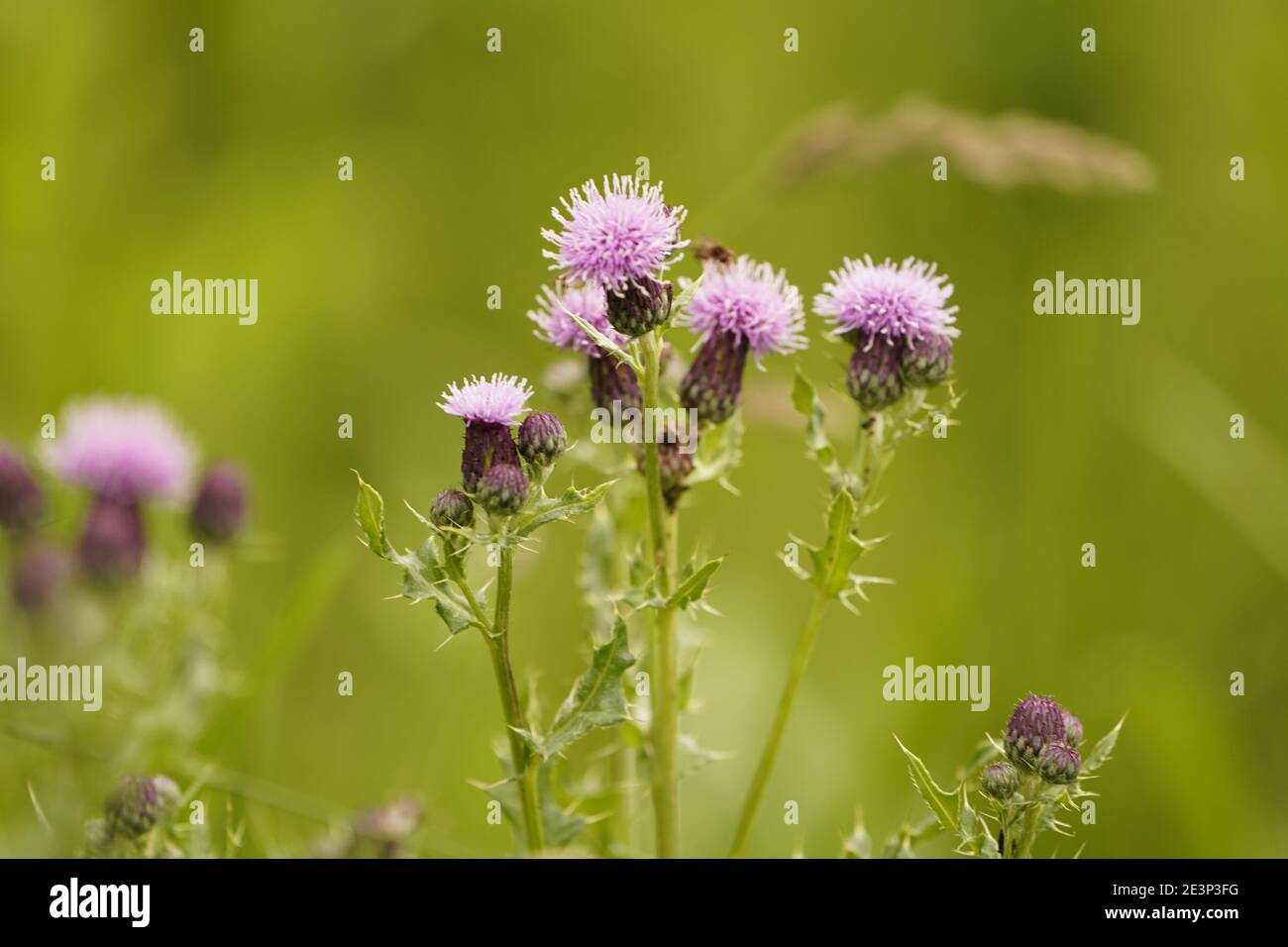 Biodivers Ökosystem eines englischen Tieflandmedow Stockfoto
