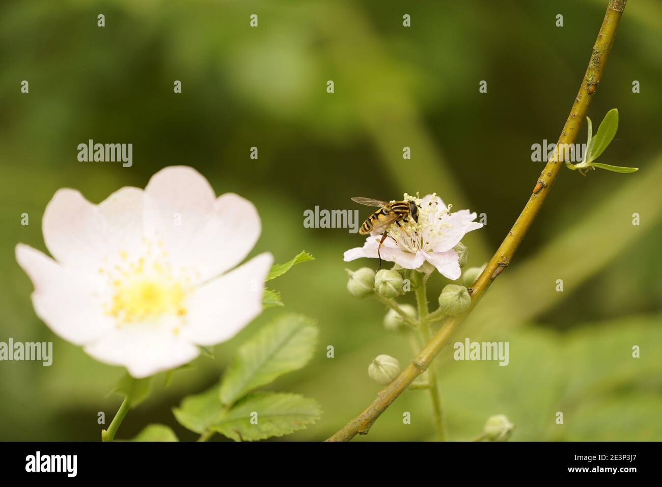 Biodivers Ökosystem eines englischen Tieflandmedow Stockfoto