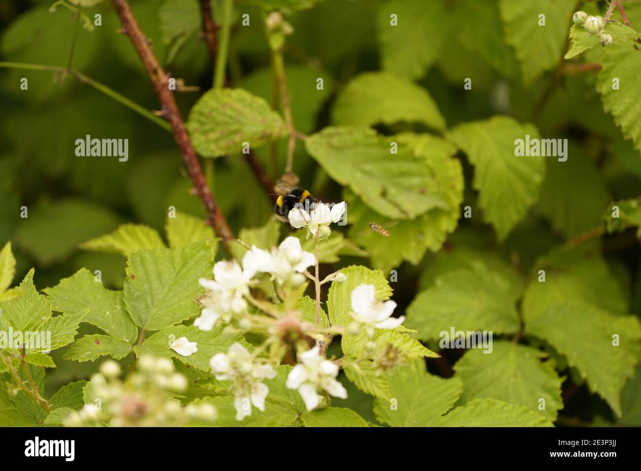Biodivers Ökosystem eines englischen Tieflandmedow Stockfoto