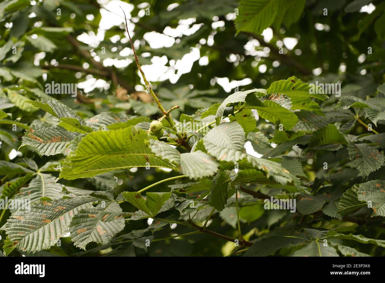 Biodivers Ökosystem eines englischen Tieflandmedow Stockfoto