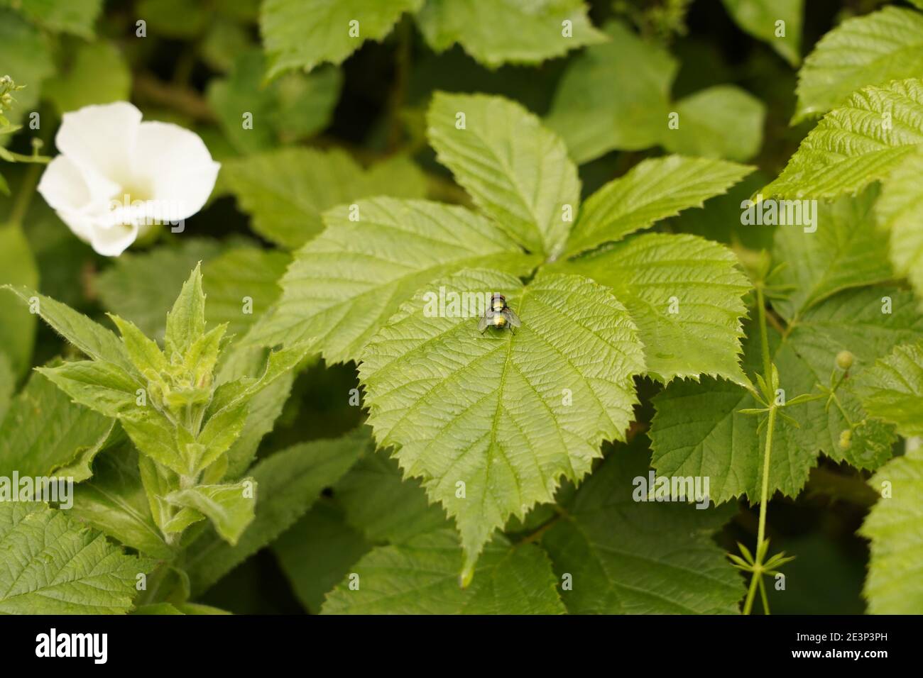 Biodivers Ökosystem eines englischen Tieflandmedow Stockfoto