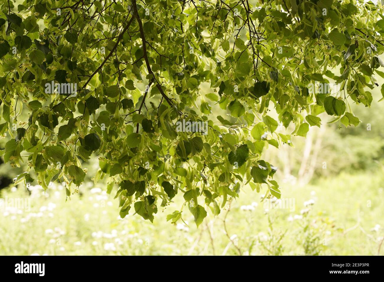 Biodivers Ökosystem eines englischen Tieflandmedow Stockfoto