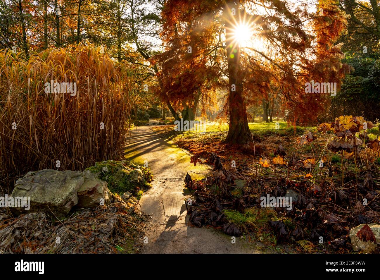 Der Grugapark, Essen, Botanischer Garten, Park für Freizeit und Erholung, Herbst, Essen, NRW, Deutschland, Stockfoto