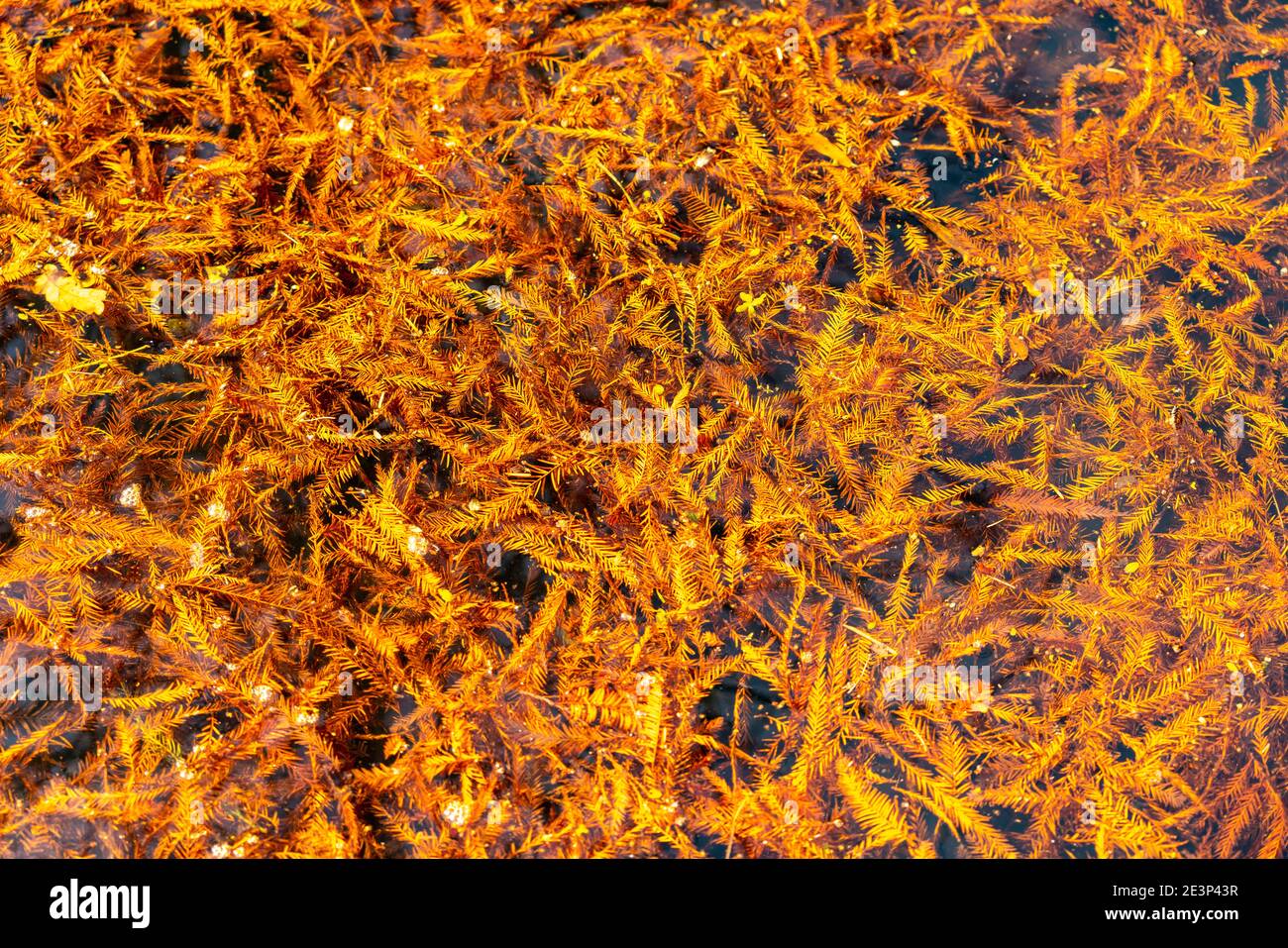 Der Grugapark, Essen, Botanischer Garten, Parkanlage für Freizeit und Erholung, Laub im Waldsee, Herbst, Essen, NRW, Deutschland, Stockfoto