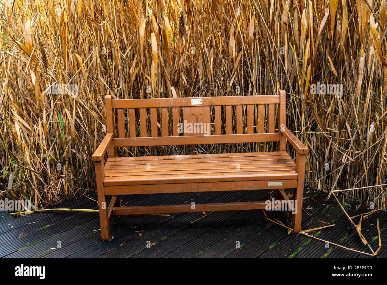 Der Grugapark, Essen, Botanischer Garten, Parkanlage für Freizeit und Erholung, Holzparkbank am Waldsee, Herbst, Essen, NRW, Deutschl Stockfoto