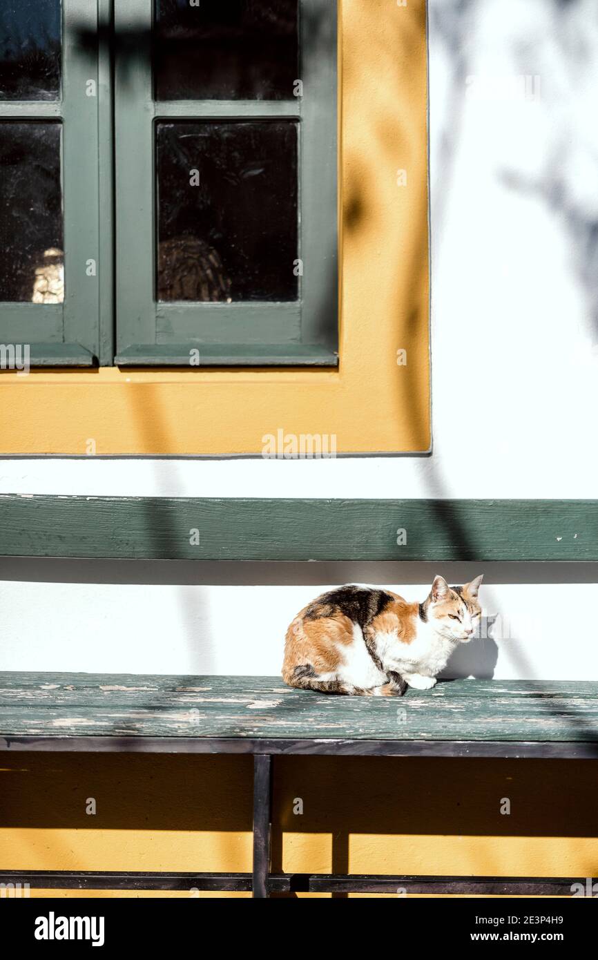 Postkarte aus Portugal - Niedliche Katze auf grüner Bank ruht In der Sonne Stockfoto