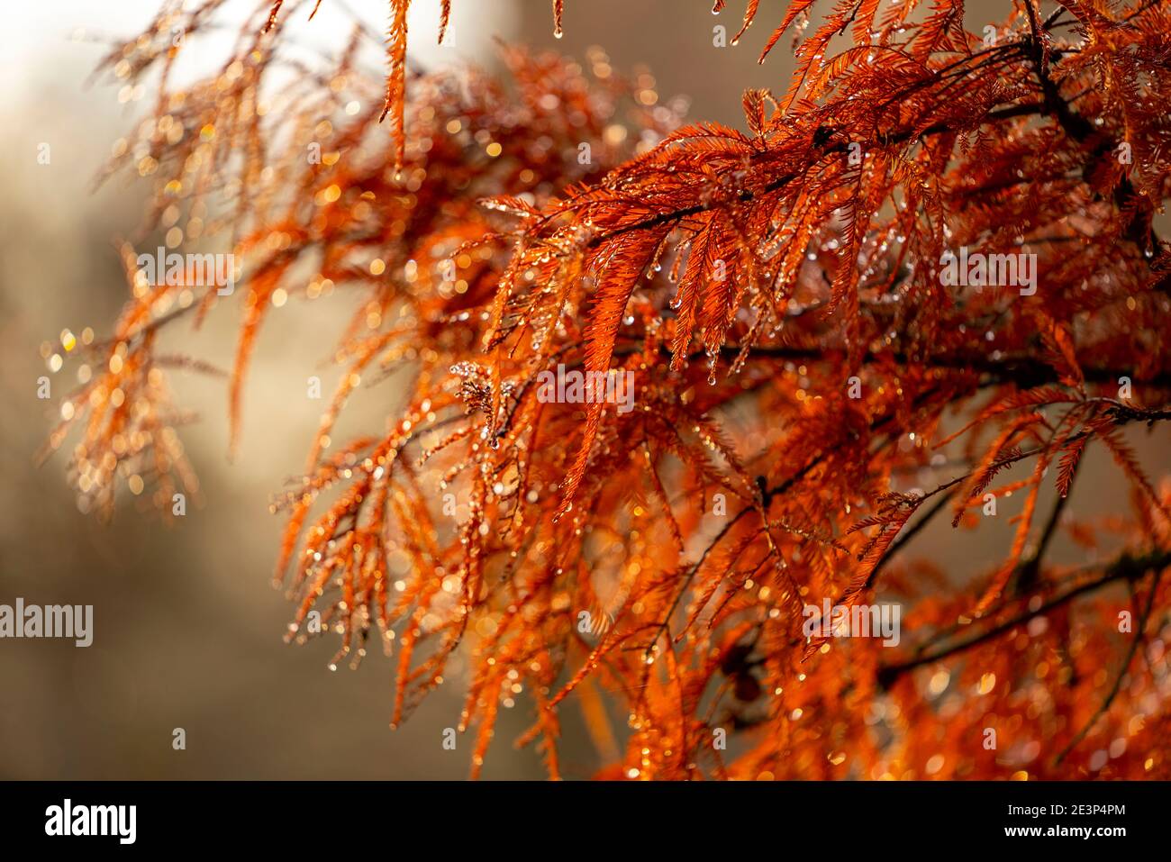 Der Grugapark, Essen, Botanischer Garten, Park für Freizeit und Erholung, Morgentau auf Pflanzen, Herbst, Essen, NRW, Deutschland, Stockfoto