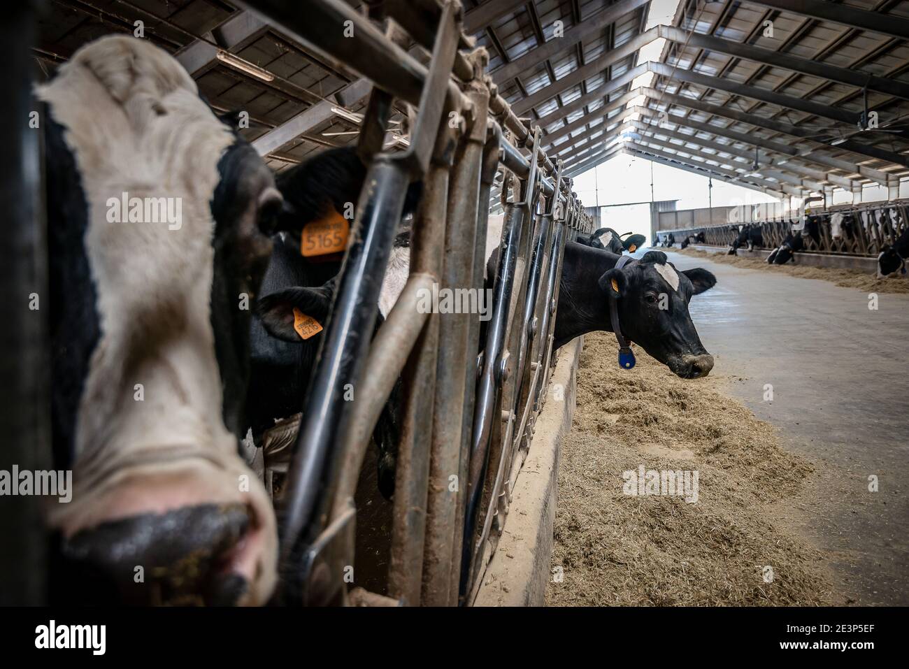 stalla allevamento Bovini Latte Stockfoto