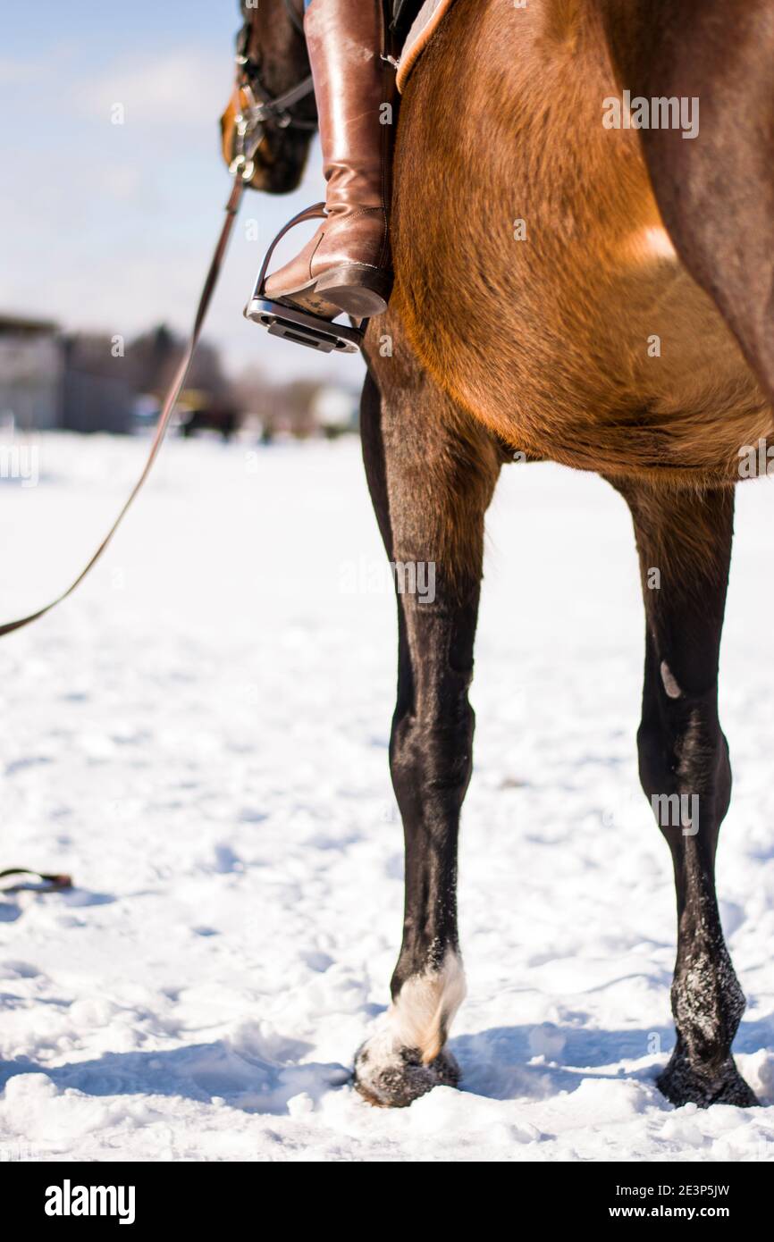Reiter auf einem braunen Pferd im Winter Stockfoto