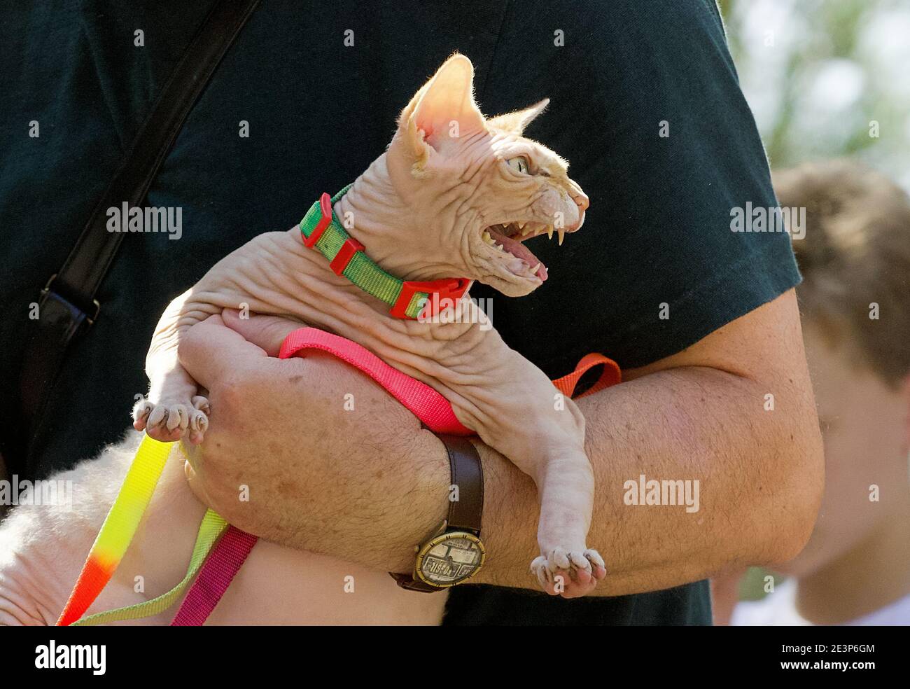 Wütend Sphynx Katze in den Händen des Besitzers. Stockfoto