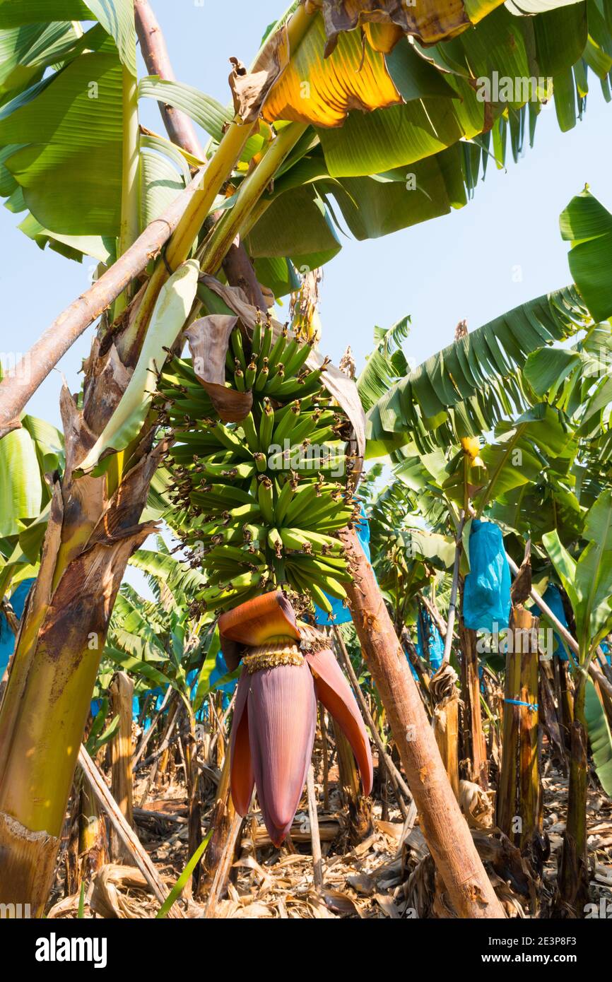 Nahaufnahme einer Hand von grünen Bananen, unreif, hängend auf einem Baum mit der Blume darunter in einer Plantage in Mpumalanga, Südafrika Stockfoto