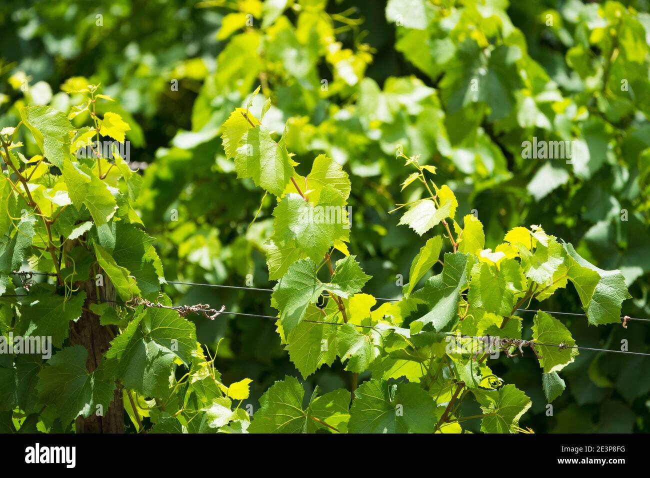 Nahaufnahme der Weinrebenblätter auf einem Spalier im Sommer in Ein Weinbaukonzept Weinbau und die Weinindustrie Stockfoto