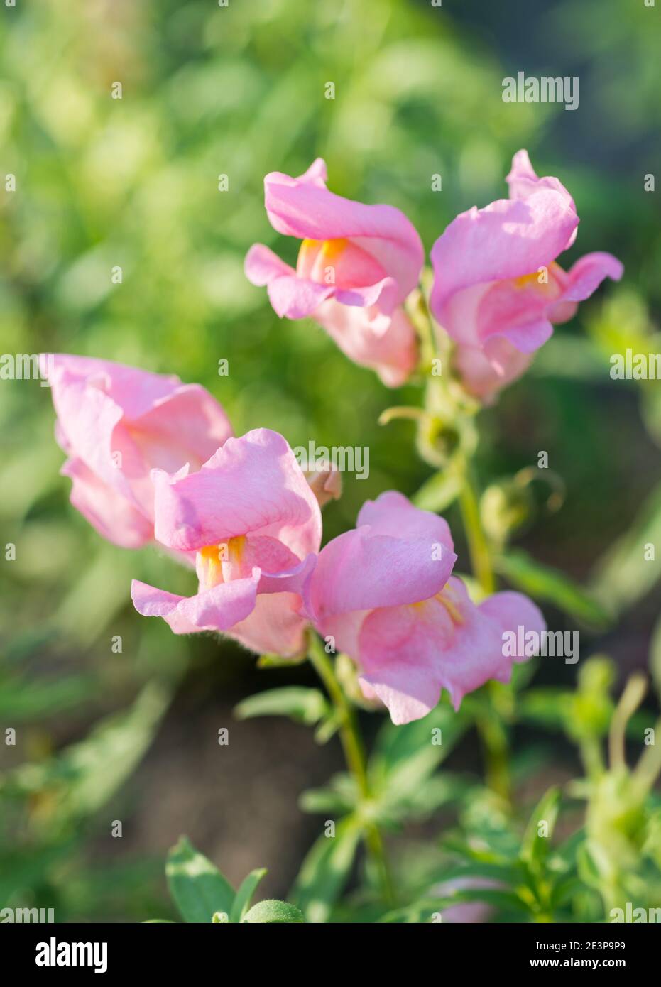 Rosa Antirrhinum majus Blume aus nächster Nähe Stockfoto