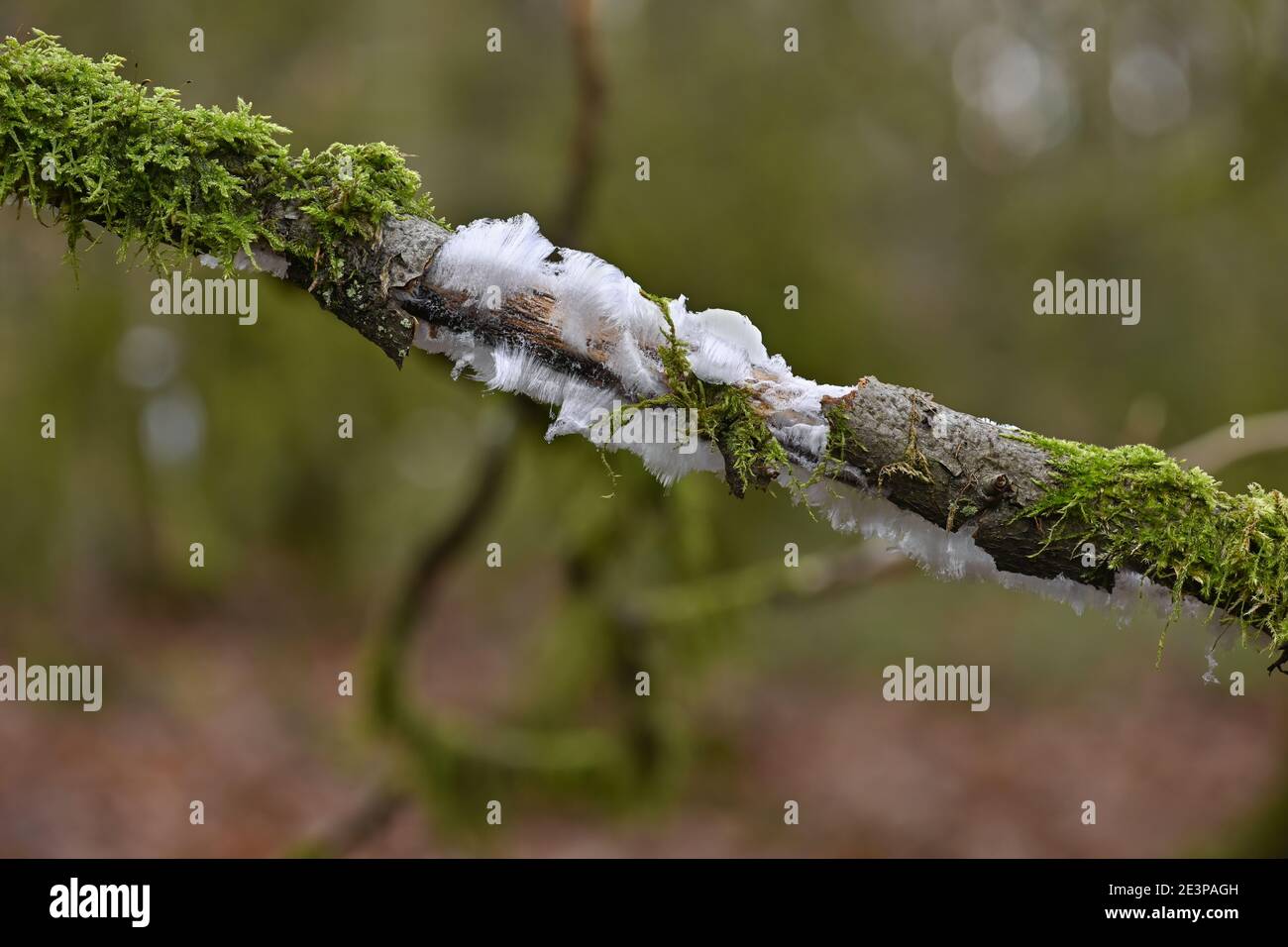 Eishaar auf Holz Stockfoto