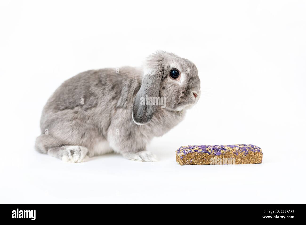 Ein kleines graues dekoratives lop-ohred Kaninchen mit einem Pellet in der Nähe. Weißer Hintergrund. Das Konzept der Pflege von Haustieren. Stockfoto