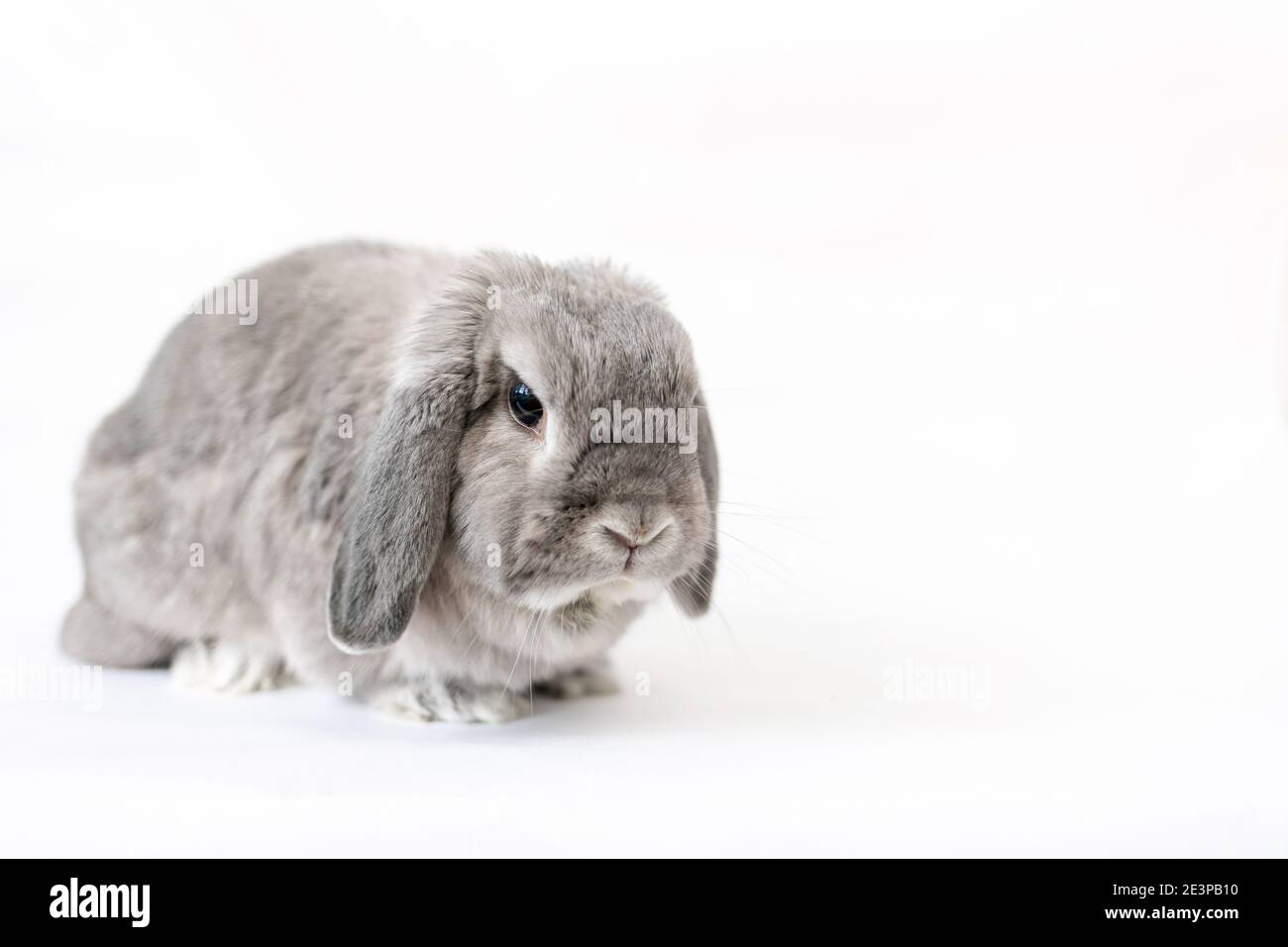 Dekoratives graues Lopohr-Kaninchen auf weißem Hintergrund. Speicherplatz kopieren. Das Konzept der Werbemittel für Tiere. Stockfoto