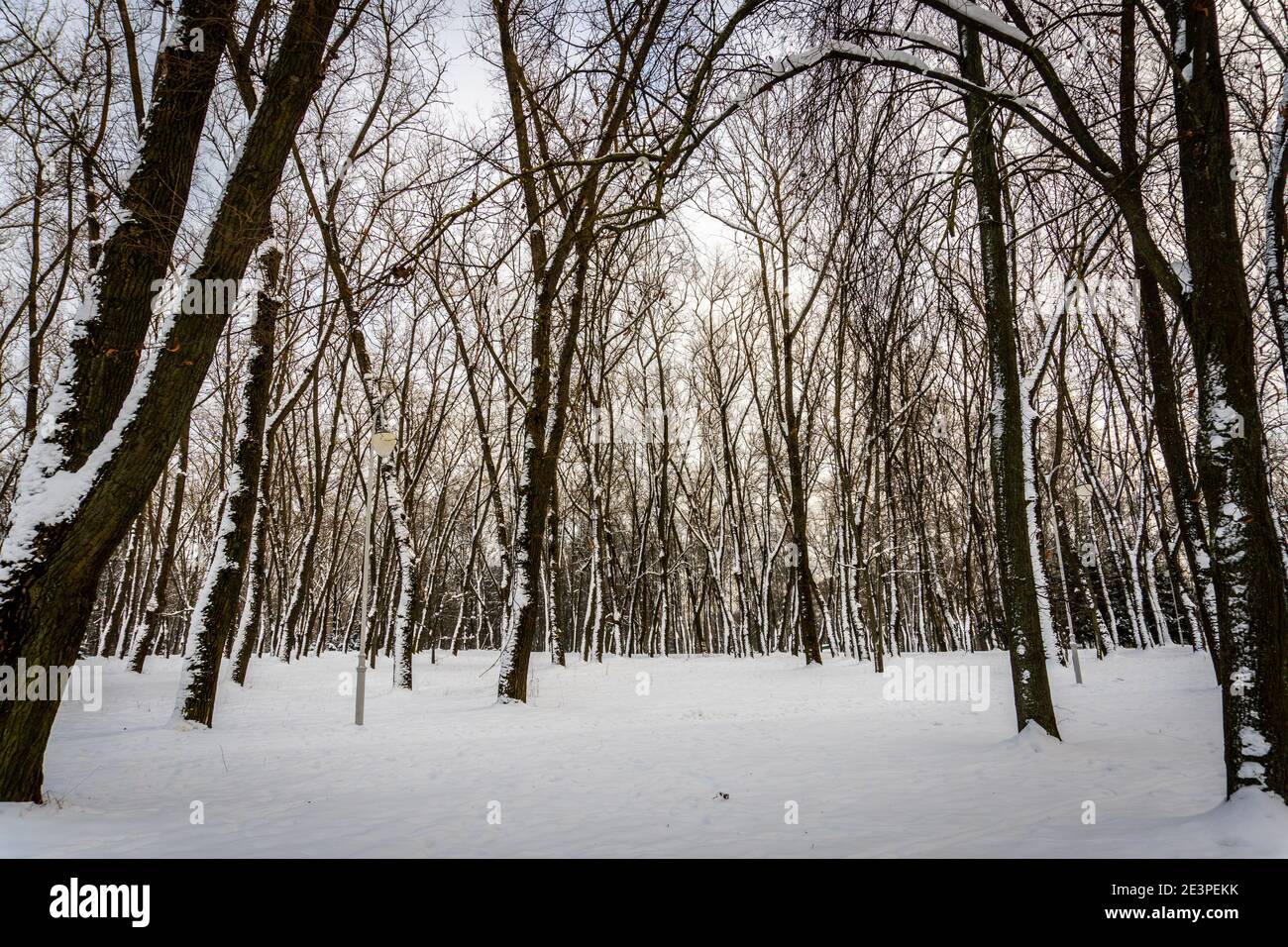 Winter eisiger Wald und verschneite Bäume, Wintermärchen und Stille Stockfoto