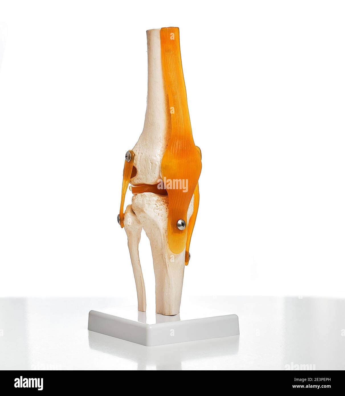 Visuelles anatomisches Modell des menschlichen Kniegelenks zeigt eine Struktur des Knies, der Patella und der Beinsehne. Nahaufnahme auf weißem Hintergrund Stockfoto