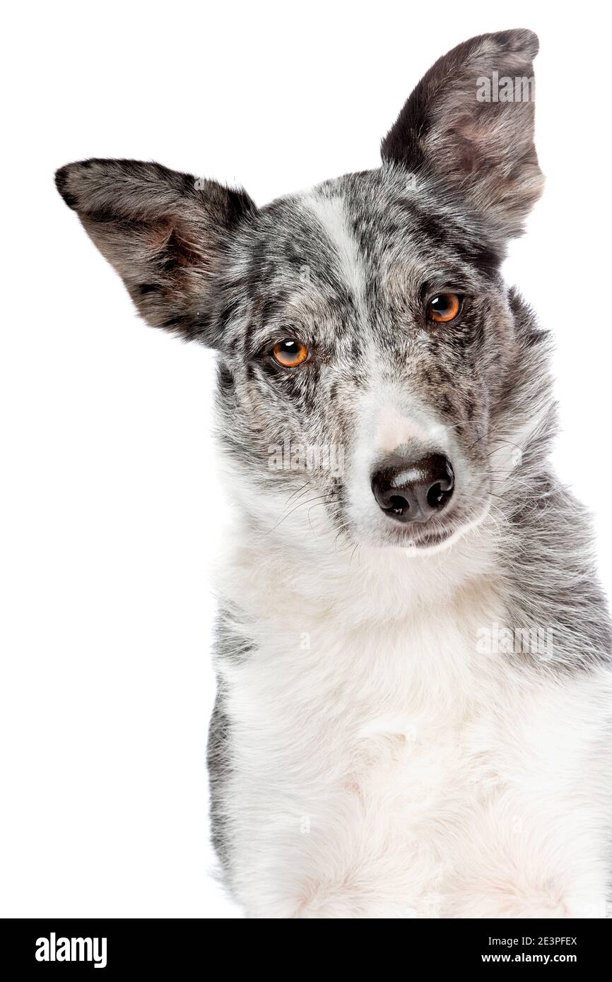 Blauer Merle Border Collie Hund vor einem weißen Hintergrund Stockfoto