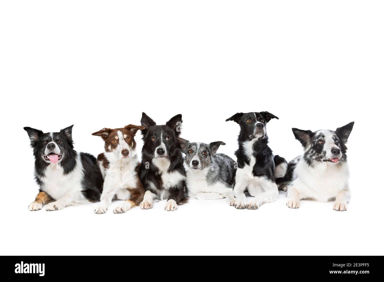 Gruppe von sechs verschiedenen Farben von Border Collie Hunde vor einem weißen Hintergrund. Stockfoto