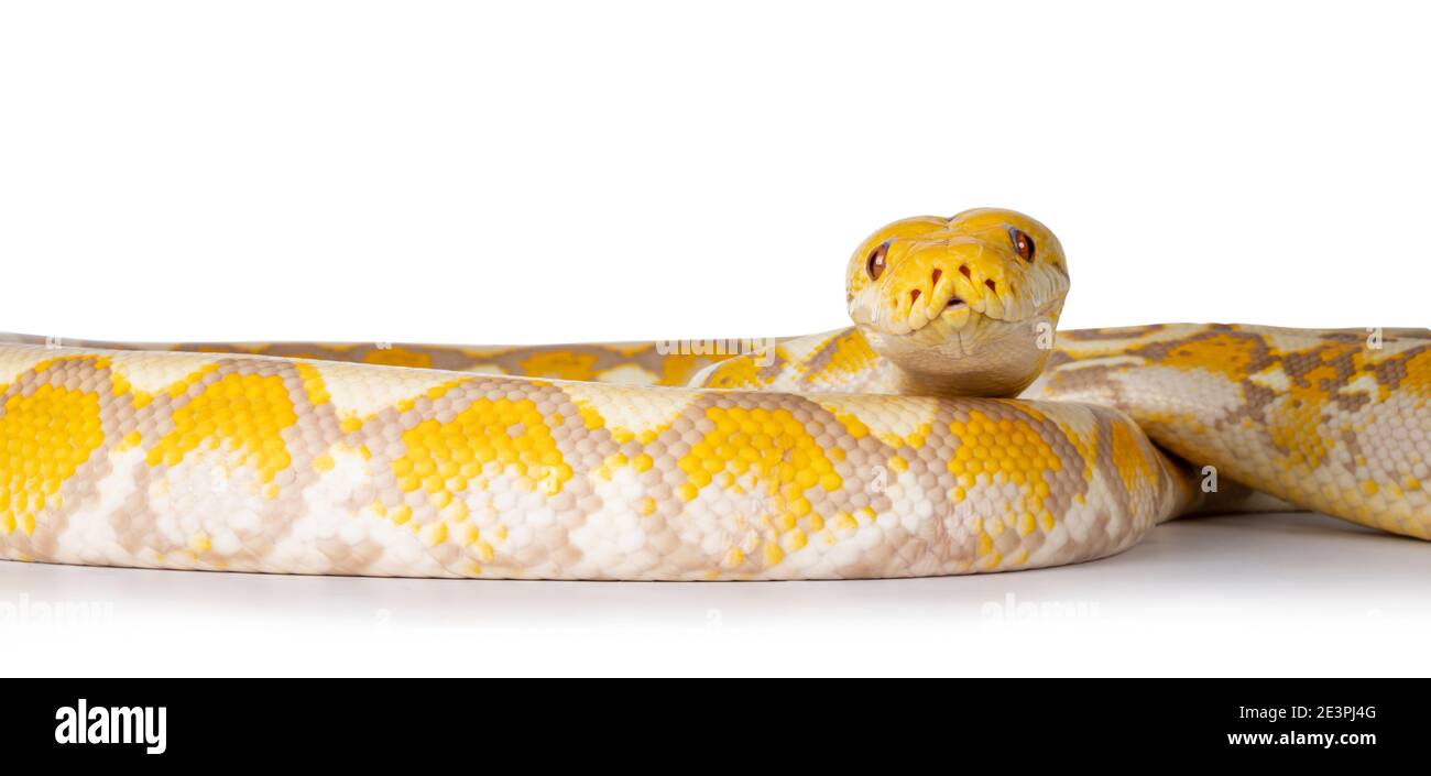 Lavendel Albino Reticulated Python Aka Malayopython Reticulatus Schlange Isoliert Auf Weißem 