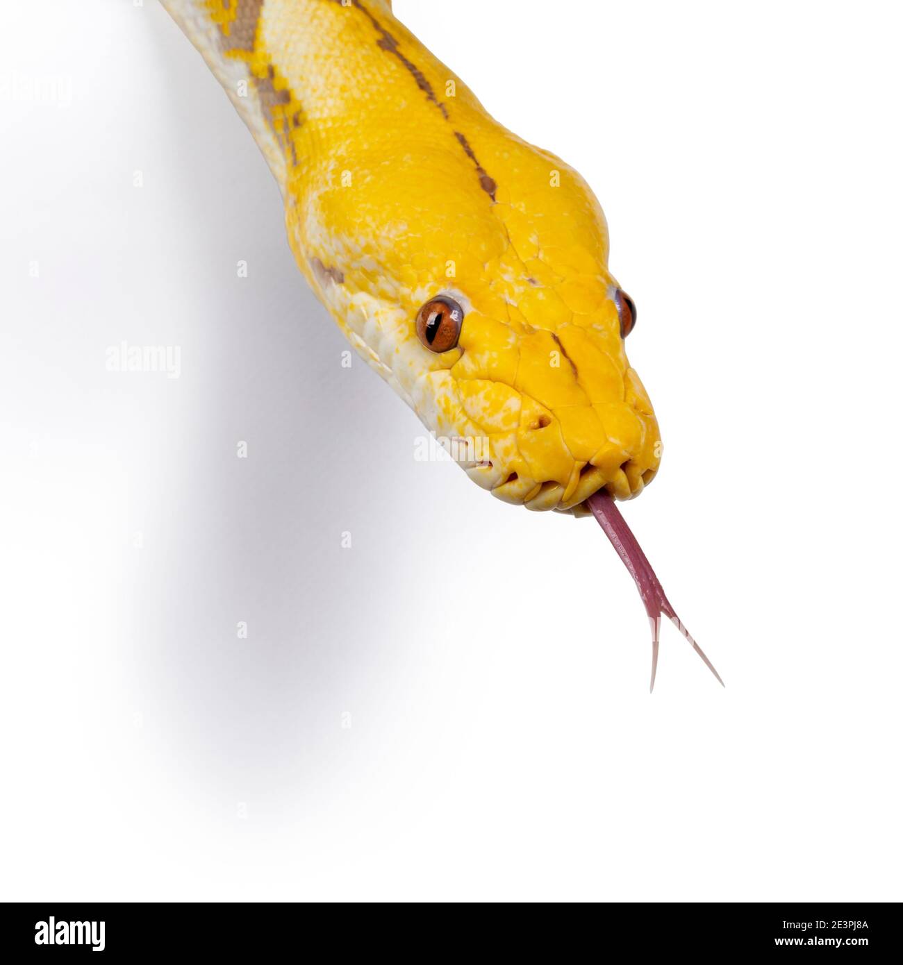 Kopfschuss der Lavender Albino Reticulated Python aka Malayopython reticulatus Snake. Isoliert auf weißem Hintergrund. Stockfoto