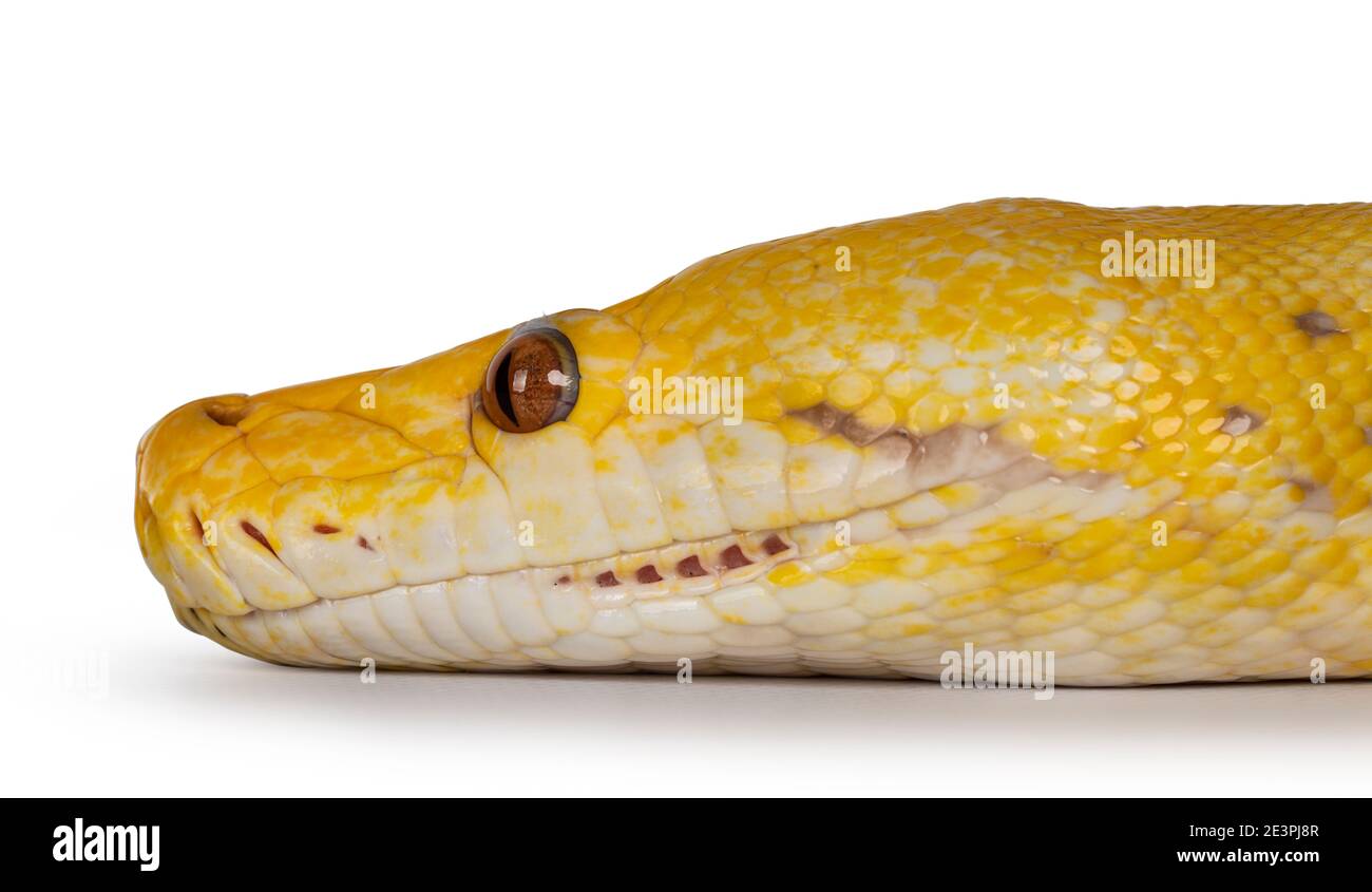 Kopfschuss der Lavender Albino Reticulated Python aka Malayopython reticulatus Snake. Isoliert auf weißem Hintergrund. Stockfoto