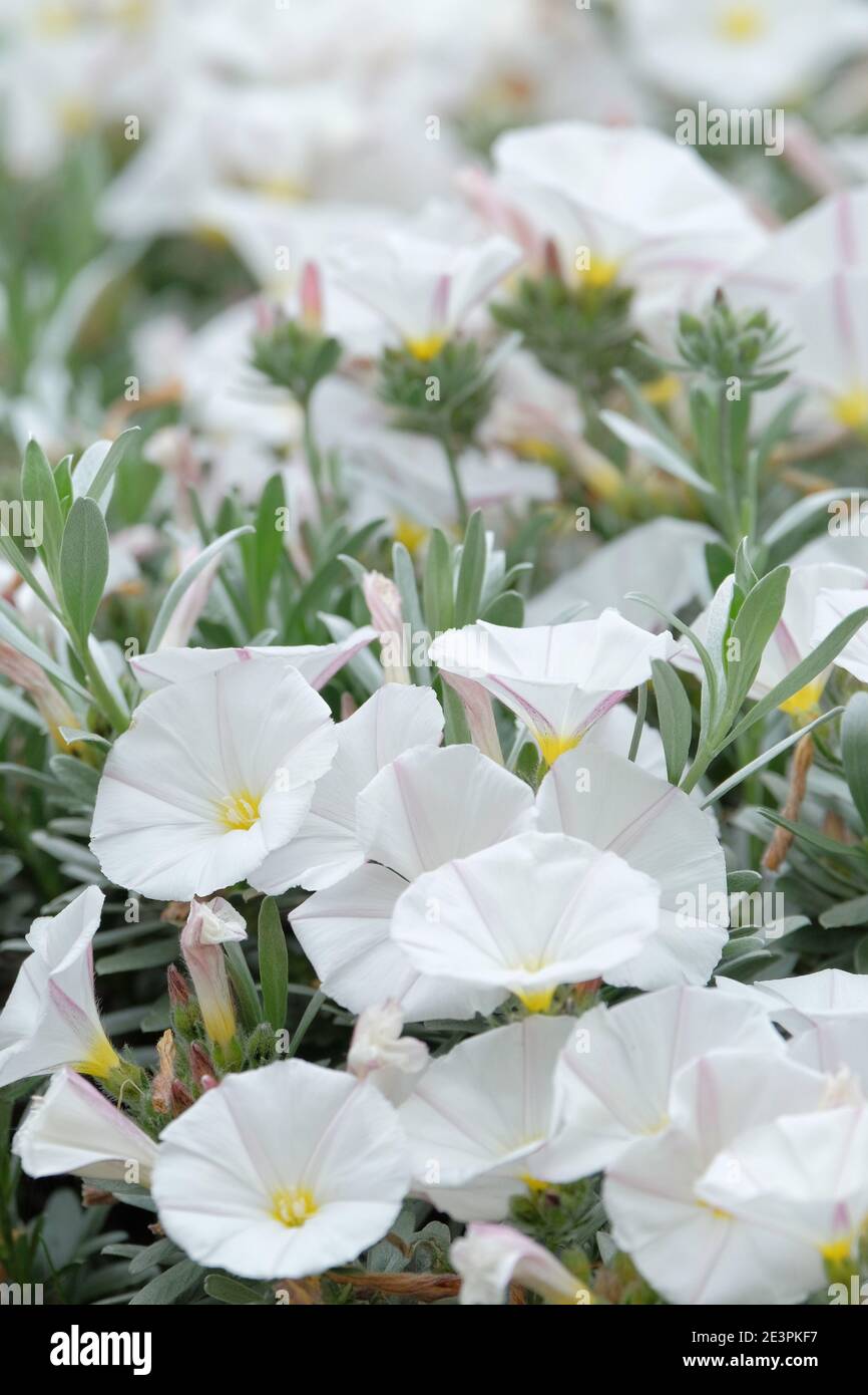 Convolvulus cneorum, Silberbusch, silbrige Bindweed oder Strauchbindweed. Weiße, schalenförmige Blüten mit gelben Mittelpunkten. Stockfoto