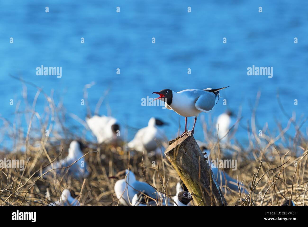 Schreiend Lachmöwe an einem Mast Stockfoto