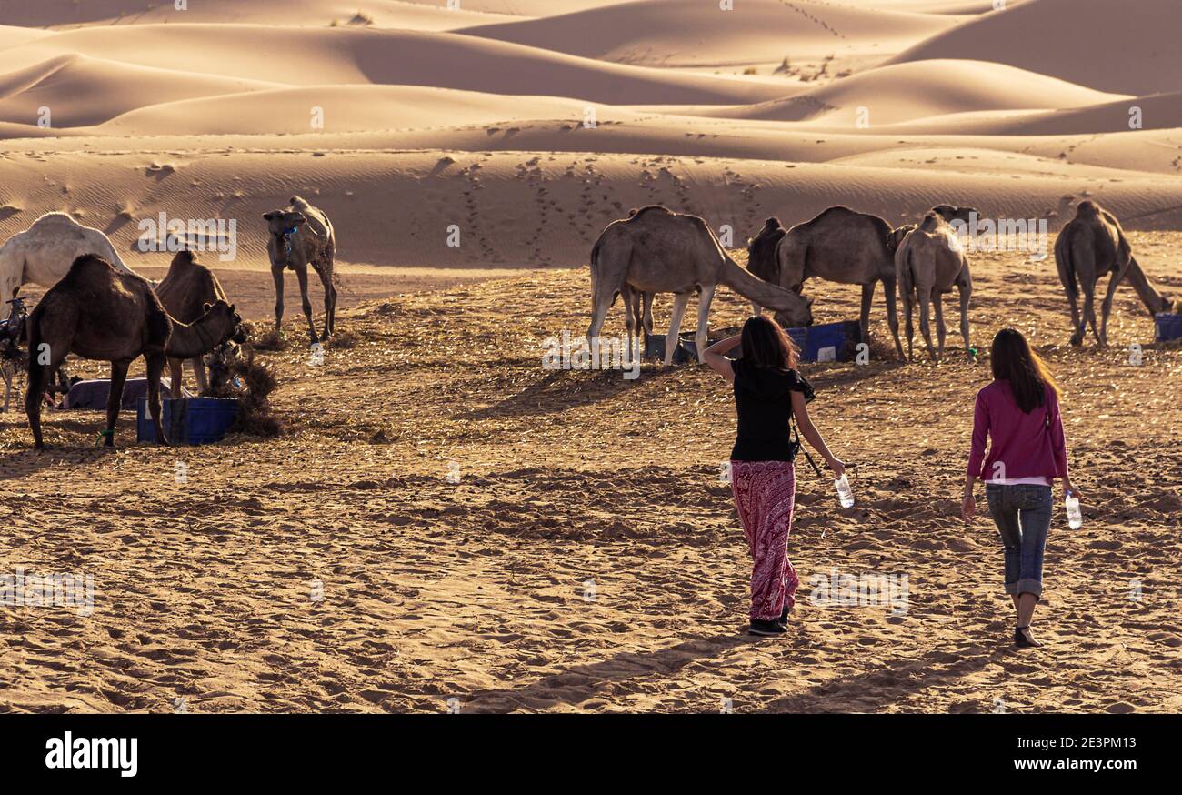 Oasis Camp in der wüste sahara Stockfoto