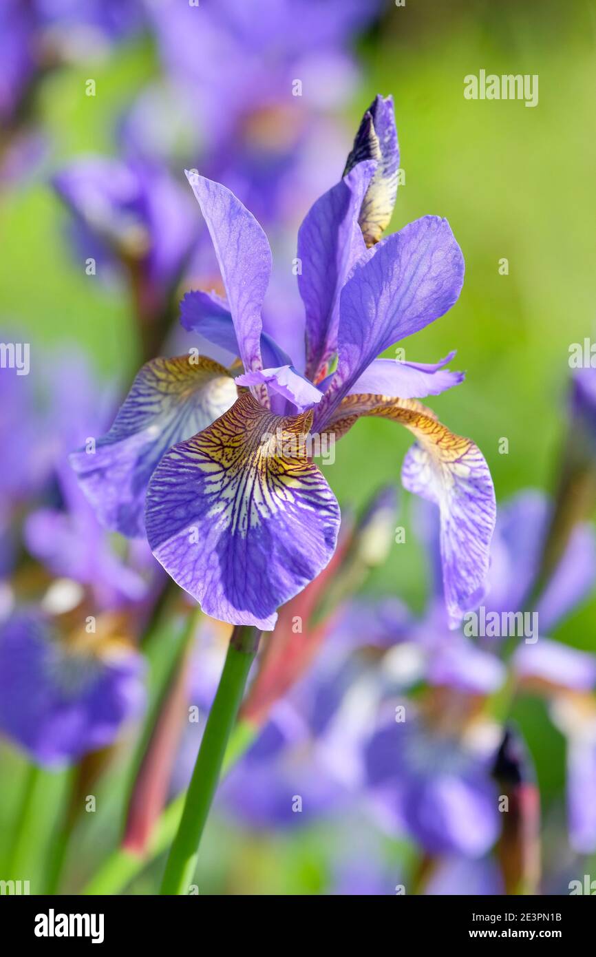 Iris sibirica 'Heavenly Blue' - Sibirische Iris. Blassblaue Blüten Stockfoto