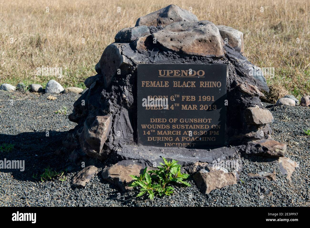 Afrika, Kenia, Laikipia Plateau, Ol Pejeta Conservancy. Rhino Friedhof, Nashorn Grabsteine Markierung, wo Tiere starben durch Wilderei, nicht natürliche Ursachen. Stockfoto