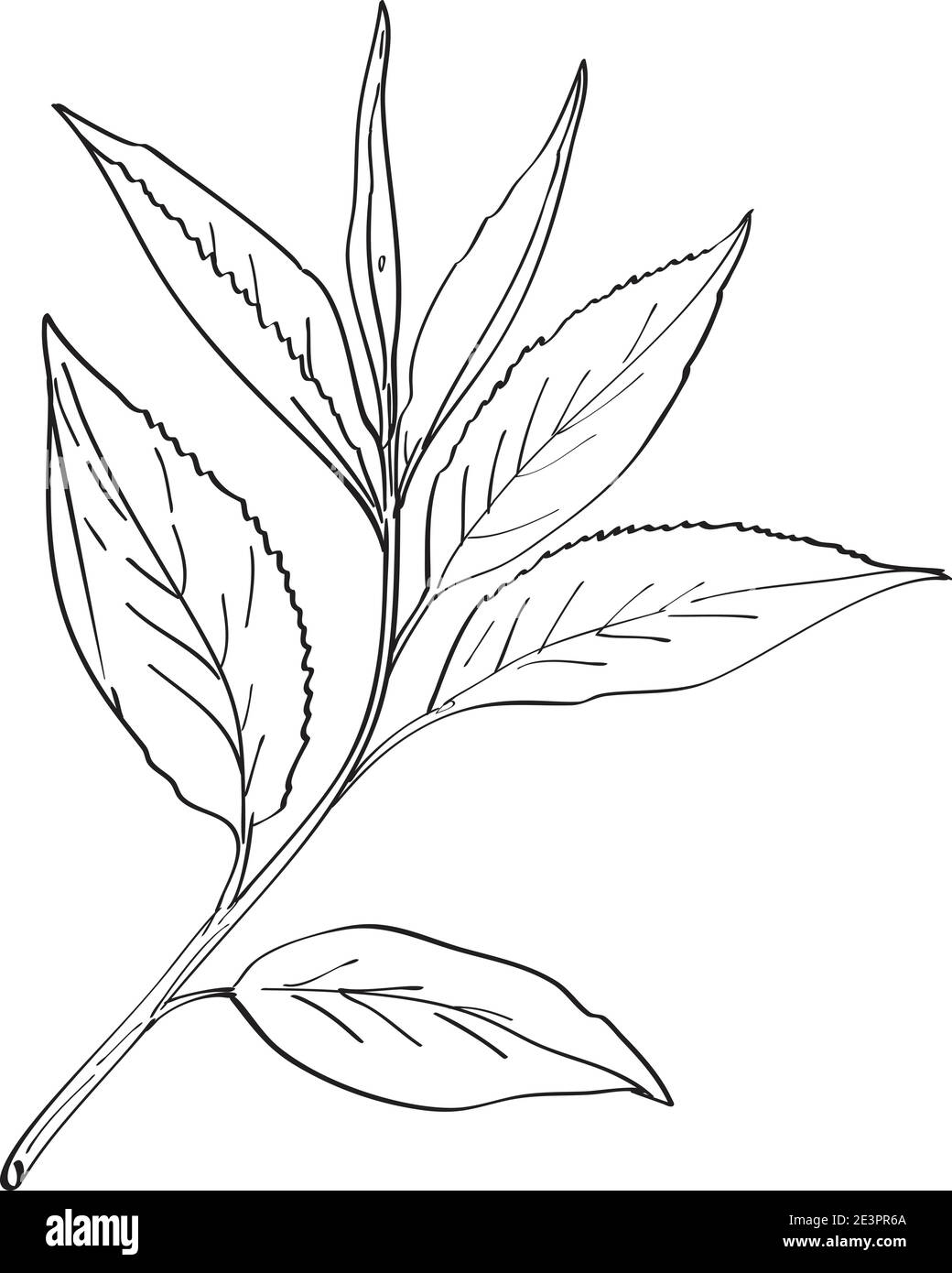 Linie Kunst Zeichnung Illustration von grünen Teeblättern, Camellia sinensis, eine Art von immergrünen Strauch in blühenden Pflanzenfamilie Theaceae in monoline tatt Stock Vektor