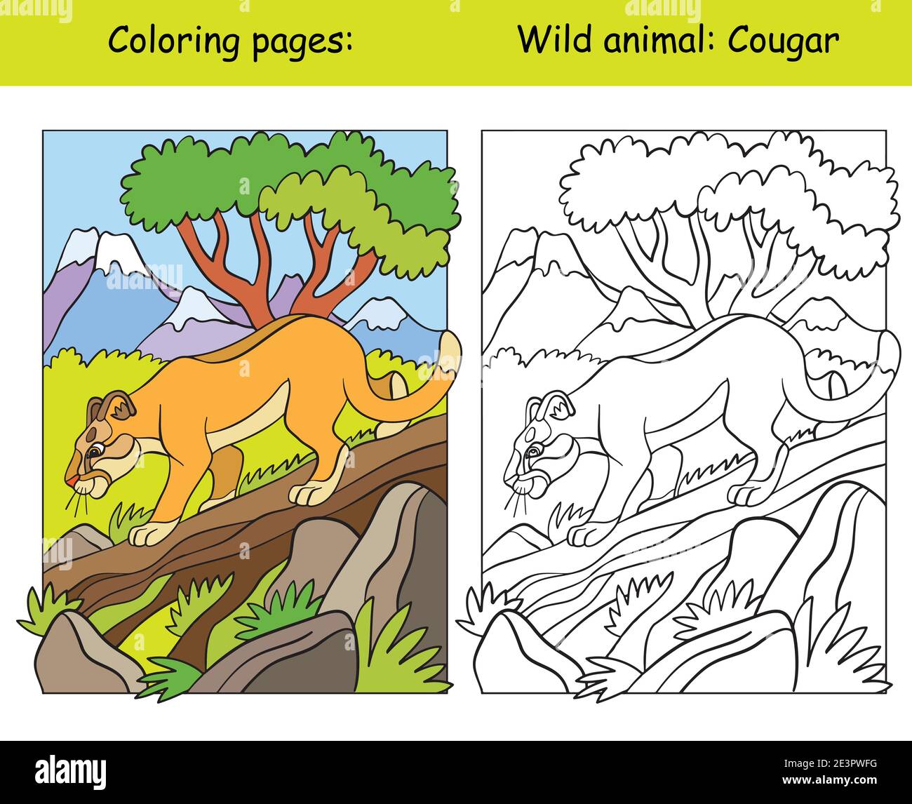 Vektor-Malvorlagen mit Walking Cougar in Berggebiet. Cartoon isoliert bunte Illustration. Malbuch Seite und Farbvorlage. Zum Färben Stock Vektor