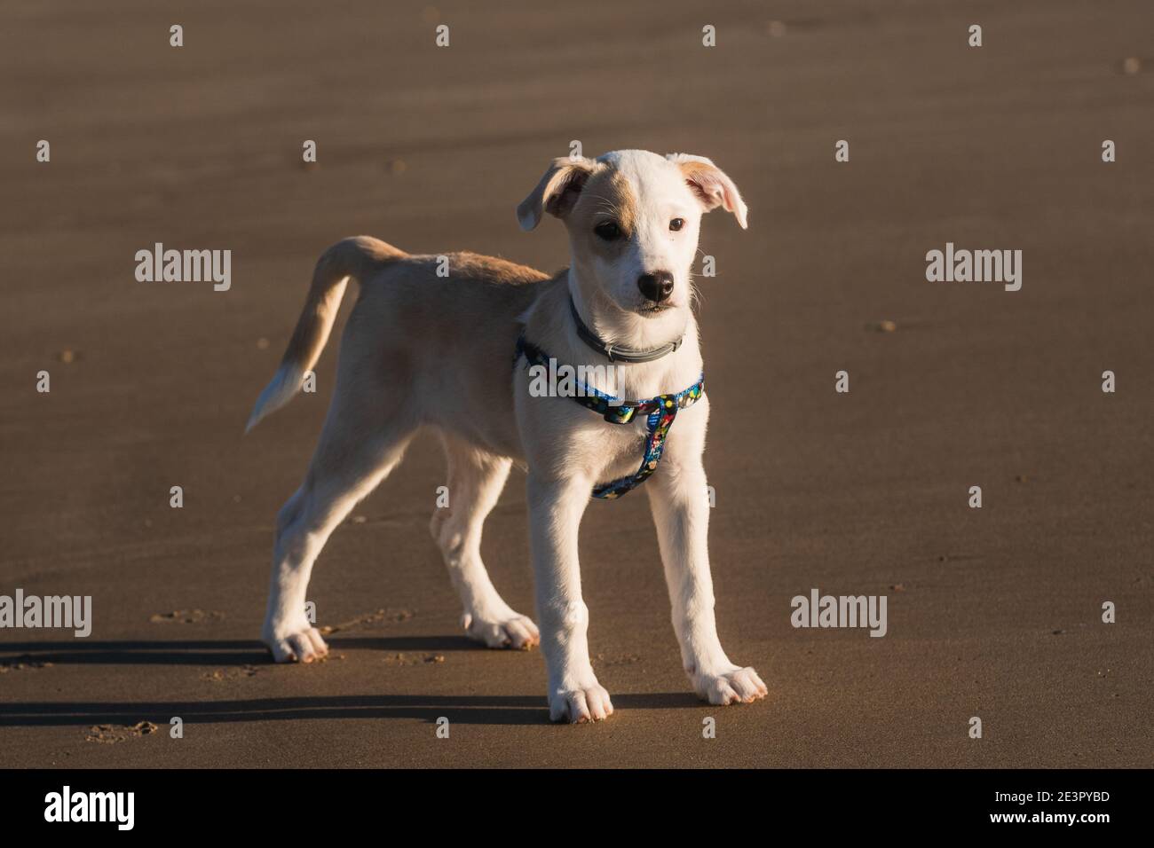 Junge glückliche Hündin steht im Sand auf dem Strand in Cadiz Stockfoto